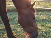 Pferd grast auf einer Weide vor der aufgehenden Sonne